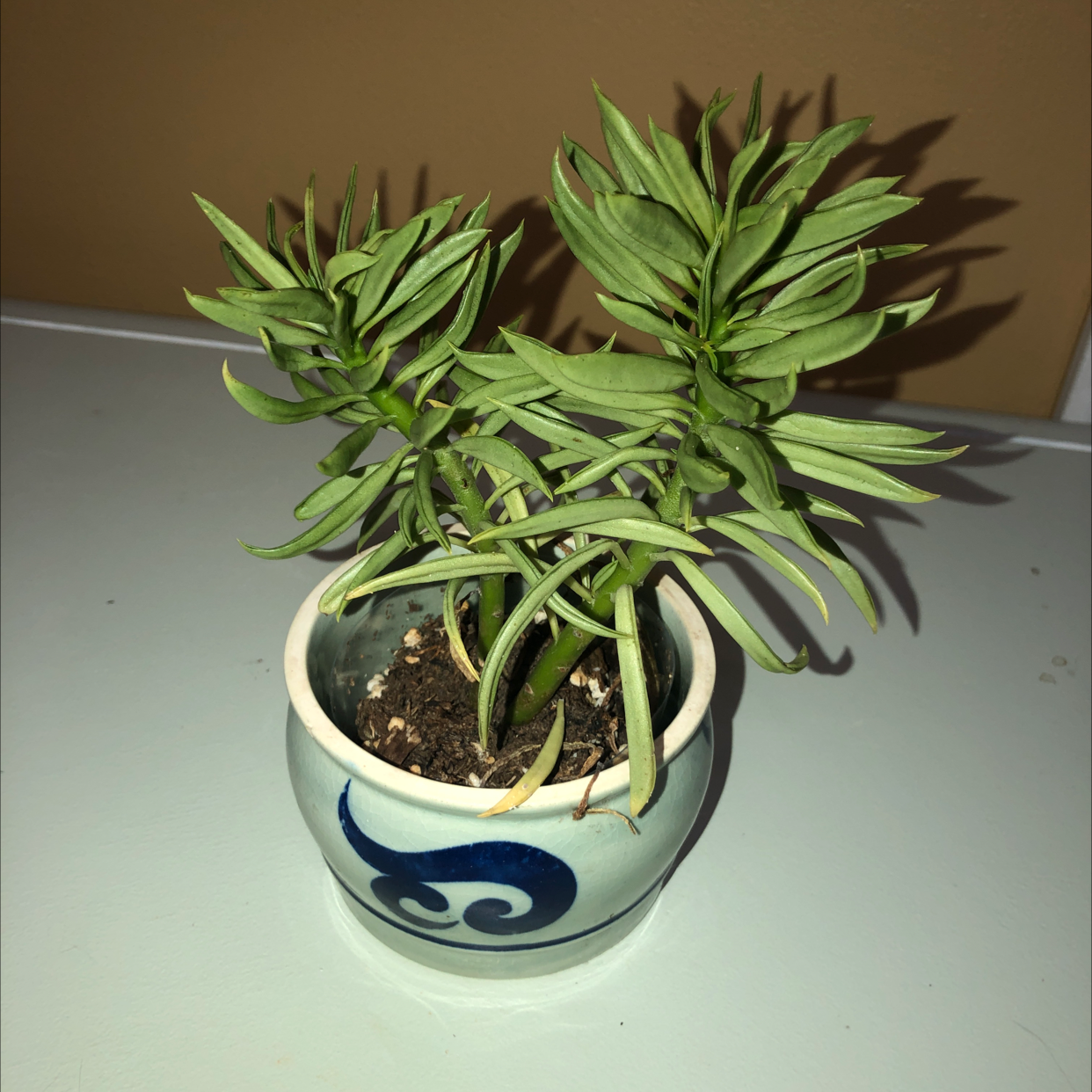 Pincushion Peperomia plant in a small decorative pot with some yellowing leaves.