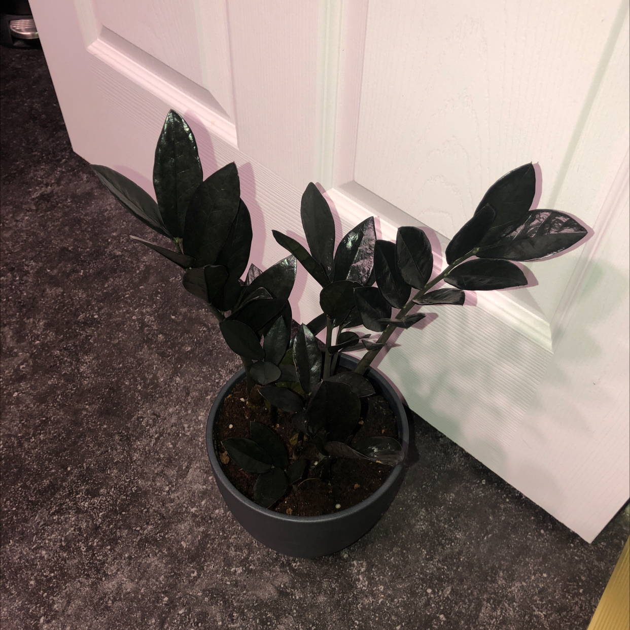Raven ZZ Plant in a pot with dark, glossy leaves, placed on a carpeted floor.