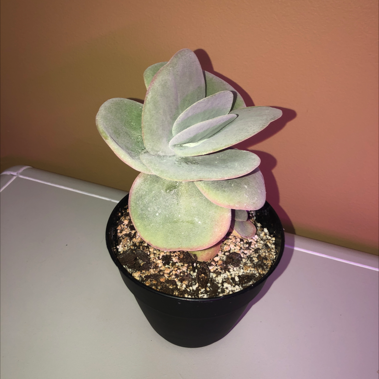 Flapjacks plant (Kalanchoe thyrsiflora) in a black pot with visible soil.