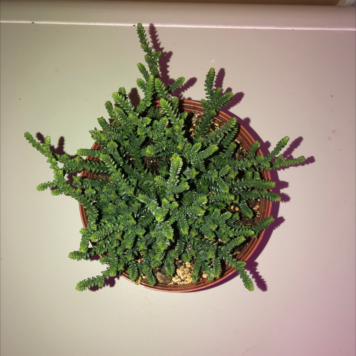 Overhead view of a lush, healthy club moss plant with dense green foliage filling a brown pot.