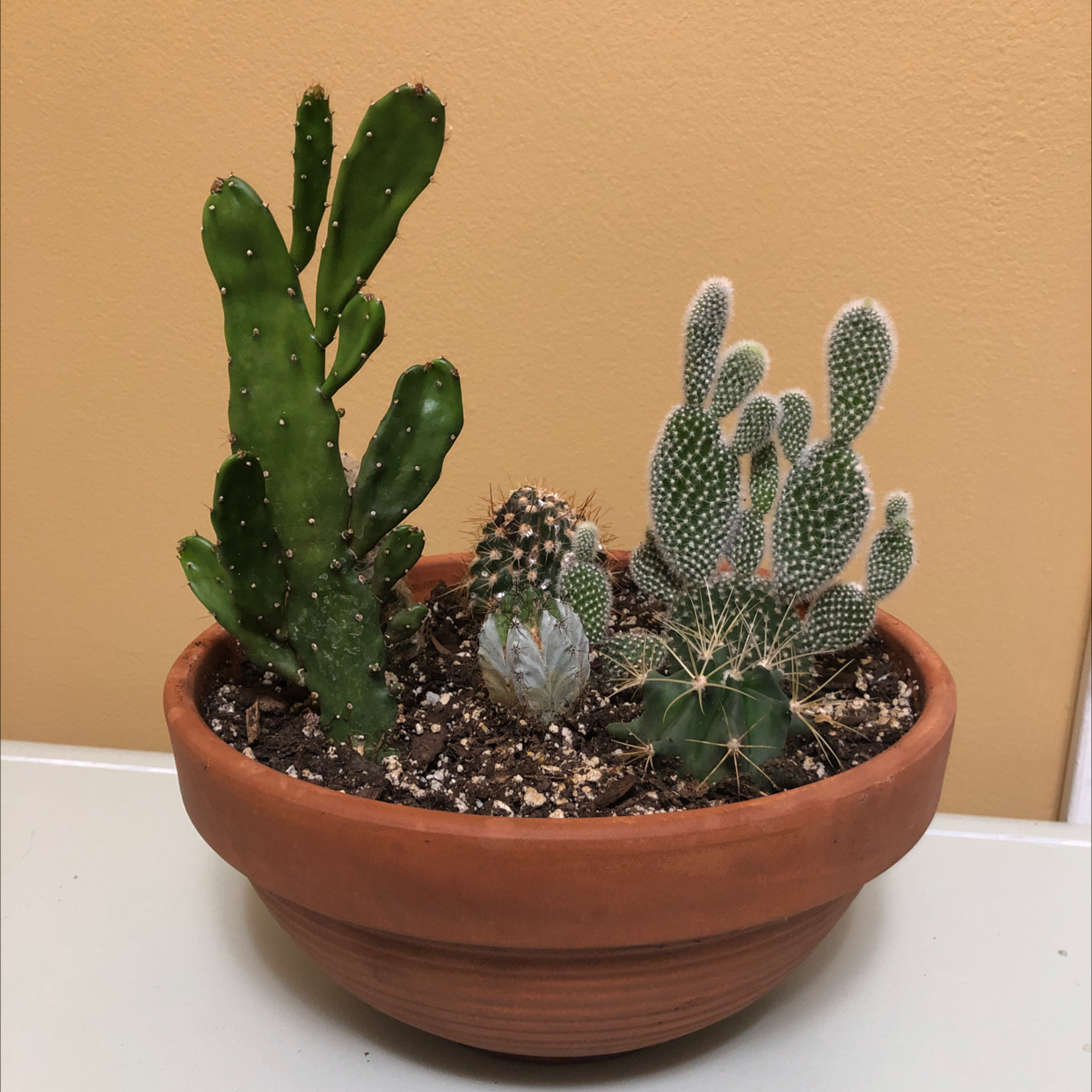 Potted arrangement of various healthy cacti, including Smooth Prickly Pear.