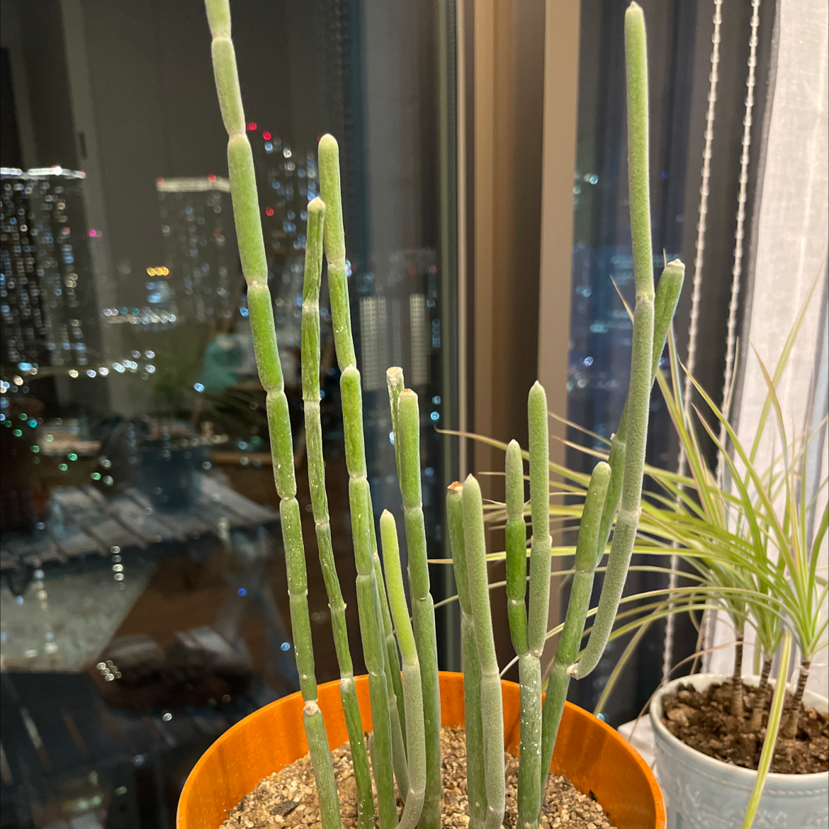 Photo of the plant species Slipper Plant by 911 named bar on Greg, the plant care app