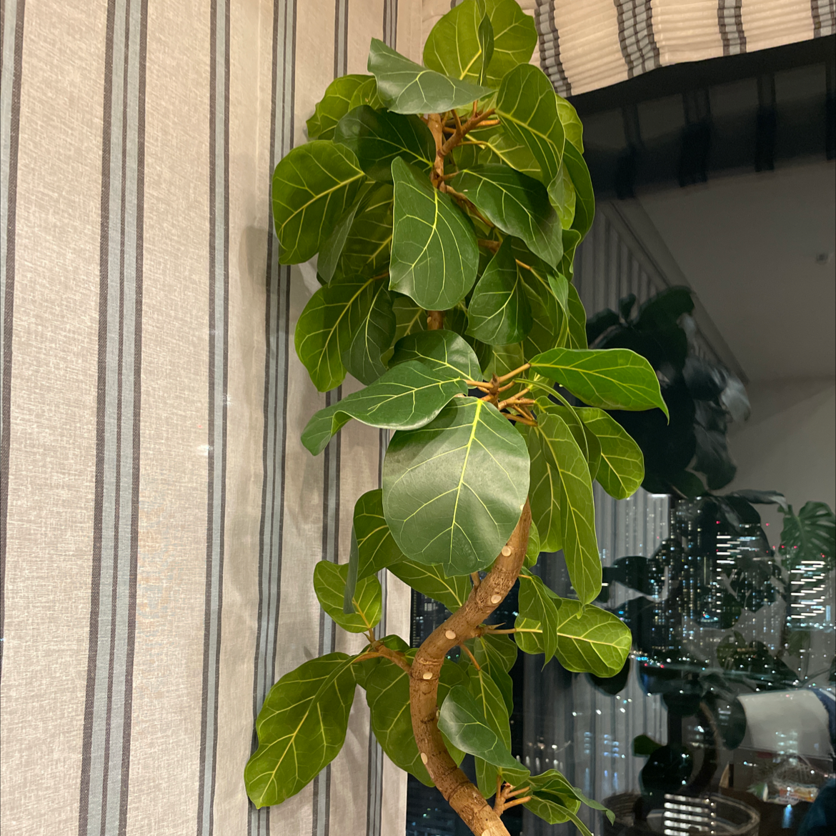 Fiddle Leaf Fig plant photo by 911 named africa on Greg, the plant care app.