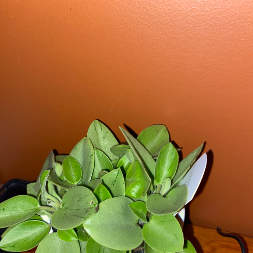 Teardrop Peperomia plant with healthy green leaves in a white pot.