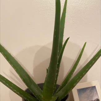 Aloe Vera plant in Dromara, Northern Ireland