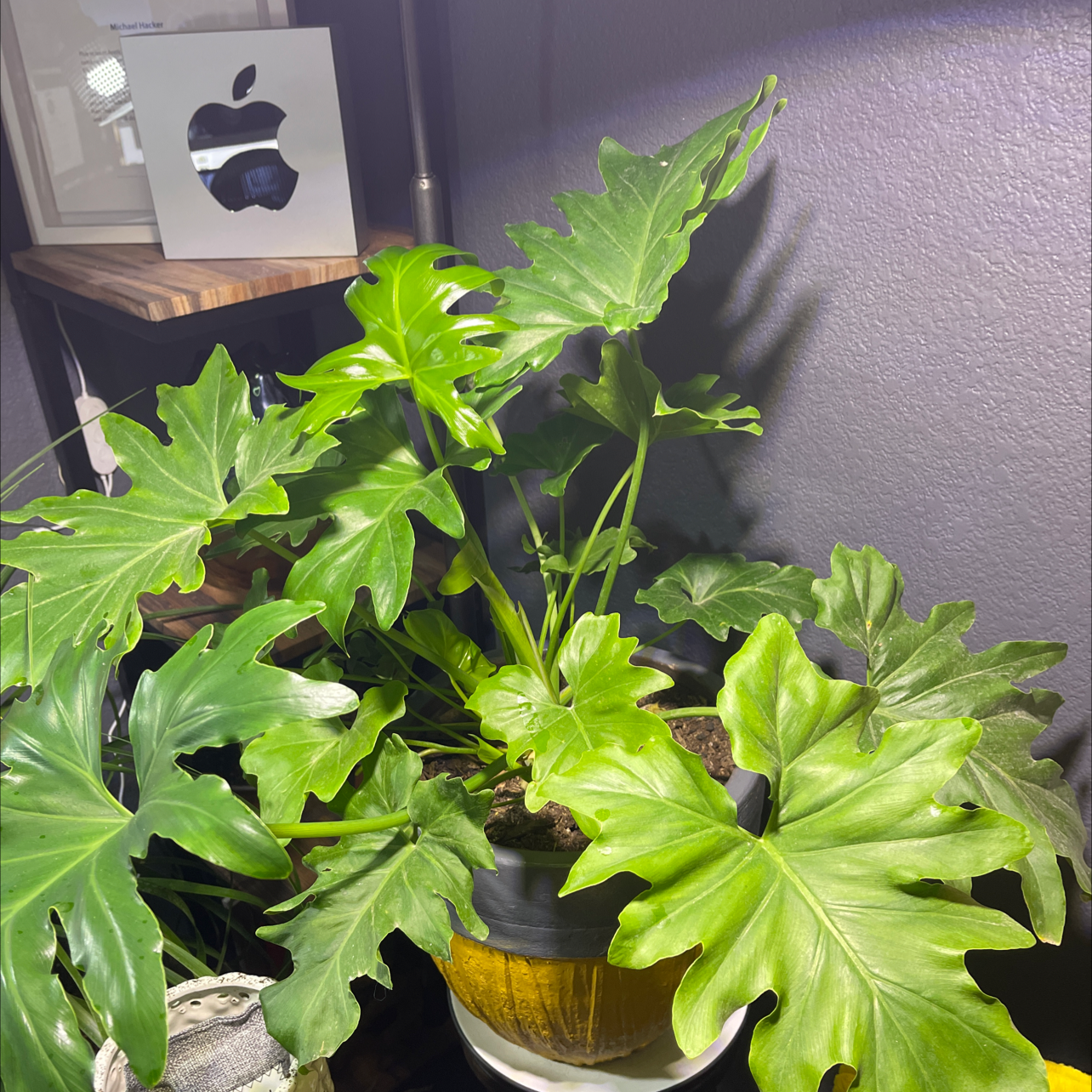 Philodendron Xanadu plant in a pot with vibrant green leaves, well-framed and centered.