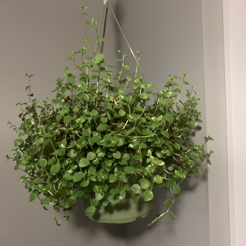 Thriving creeping inch plant in a hanging basket, with dense green foliage trailing over the sides.