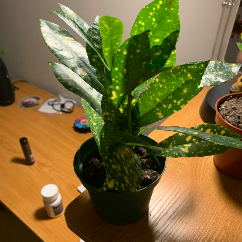 A healthy Gold Dust Dracaena plant with vibrant green leaves speckled with yellow spots, in a black plastic pot.