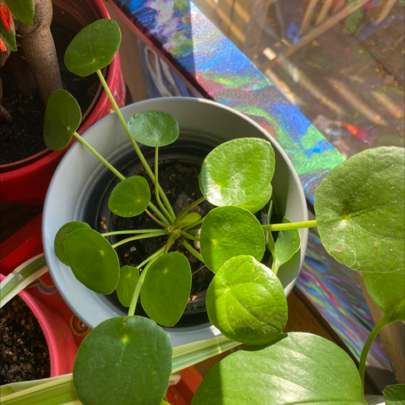 Chinese Money Plant plant photo by @colinm named Gomez on Greg, the plant care app.