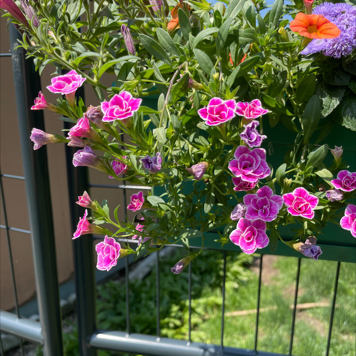 Close-up of a lush, healthy Sweet Alyssum plant in full bloom with many small pink and white flowers.