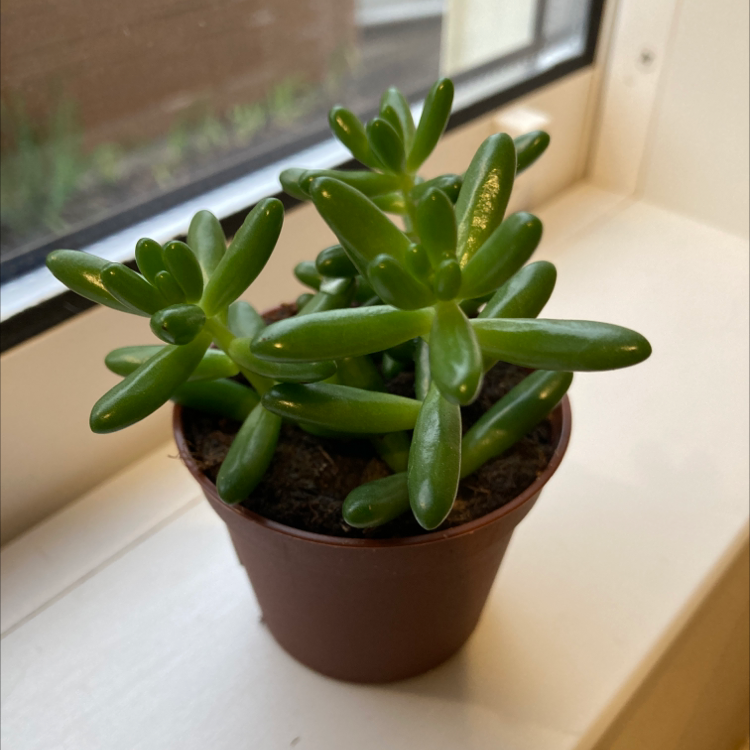 Photo of the plant species Jelly Bean Plant by @Shin580 named My first Succulent plants on Greg, the plant care app