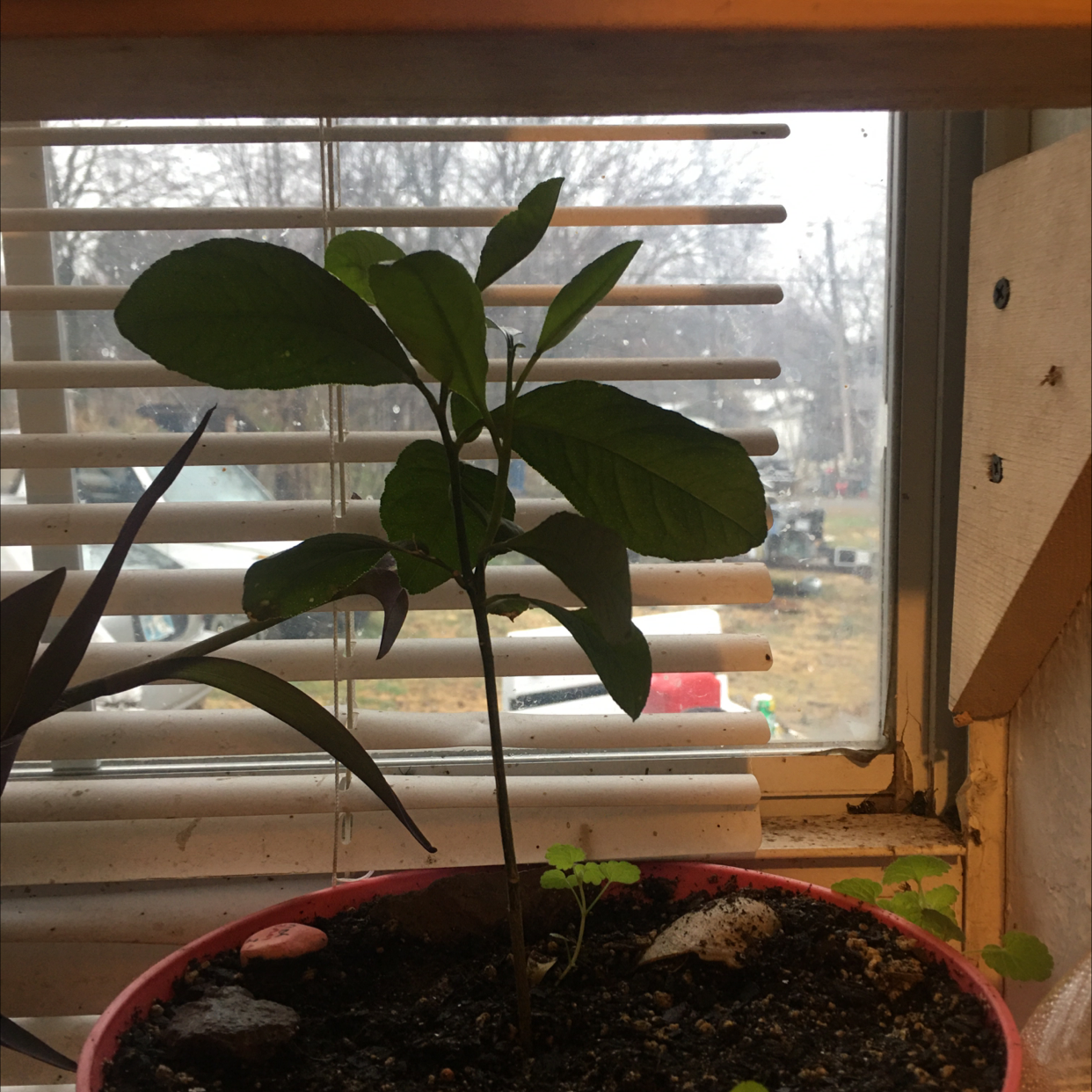 Healthy young Meyer lemon tree in terra cotta pot on a windowsill, with glossy green leaves and no signs of disease.