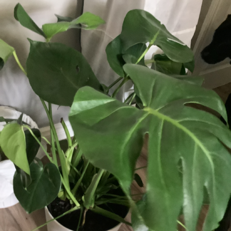 Monstera plant photo by Kendra named Monstera on Greg, the plant care app.