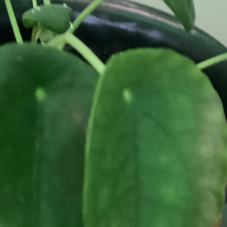 Chinese Money Plant plant photo by Kendra named Forrest on Greg, the plant care app.