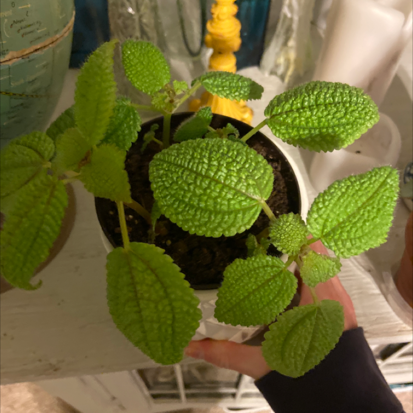 Friendship Plant (Pilea involucrata) in a pot with vibrant green leaves. A hand is holding the pot.