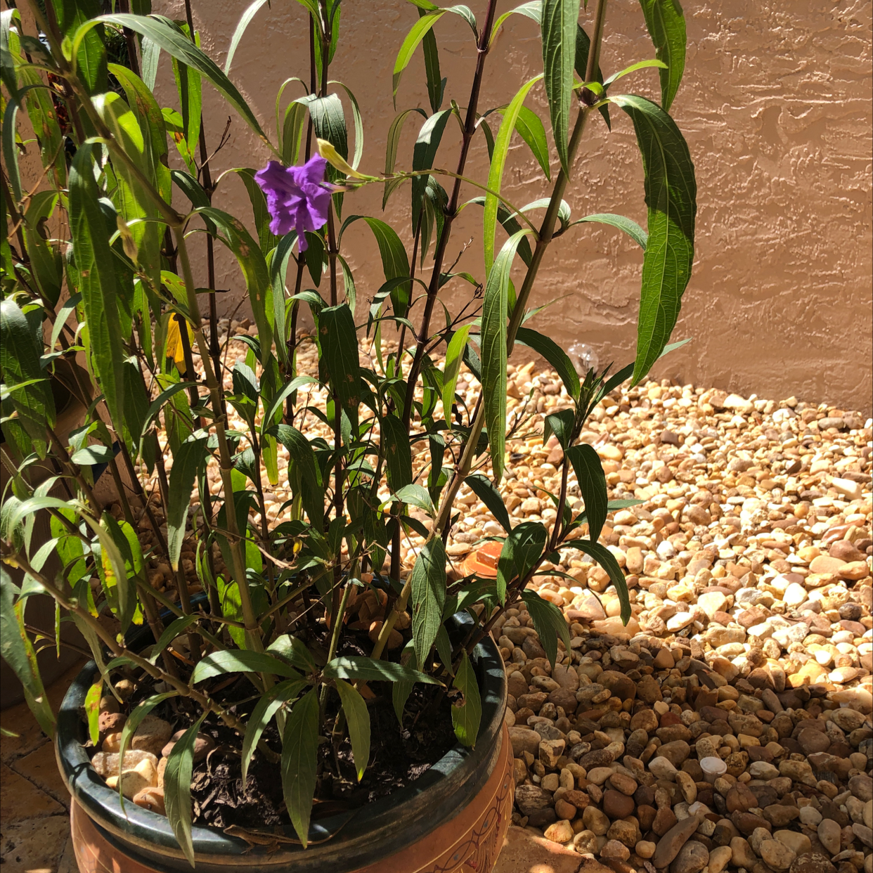 Potted Mexican Bluebell plant with a single purple flower and visible soil.