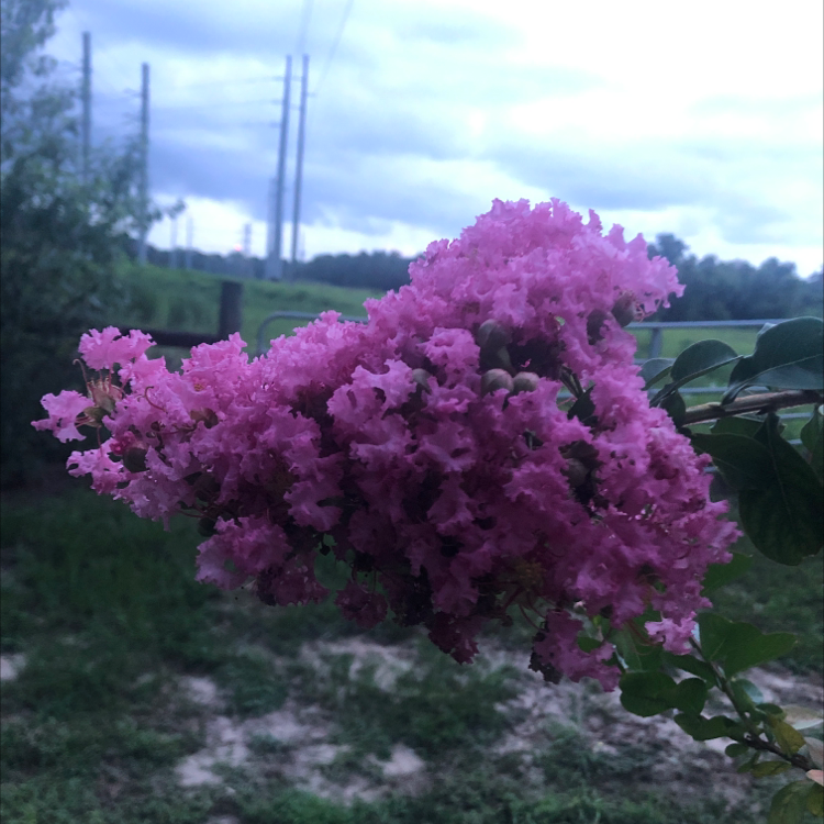 Vibrant magenta flowers of a healthy Cape Myrtle plant in full bloom outdoors, with green leaves and blurred background.
