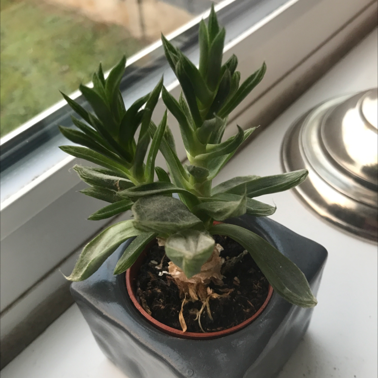 Photo of the plant species Elk horn succulent by @Gghplantsx named Lucky on Greg, the plant care app