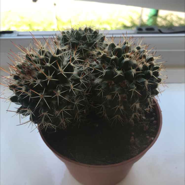 Photo of the plant species Little Nipple Cactus by @Gghplantsx named Cactus 1 on Greg, the plant care app