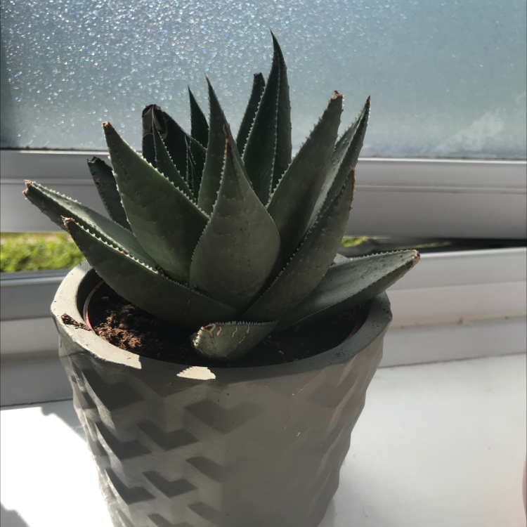 Photo of the plant species Mountain Aloe by @Gghplantsx named Geo on Greg, the plant care app