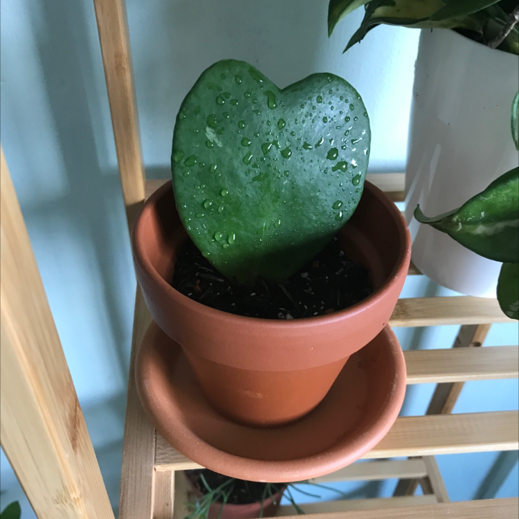 Photo of the plant species Sweetheart Hoya by @Gghplantsx named Sweety on Greg, the plant care app
