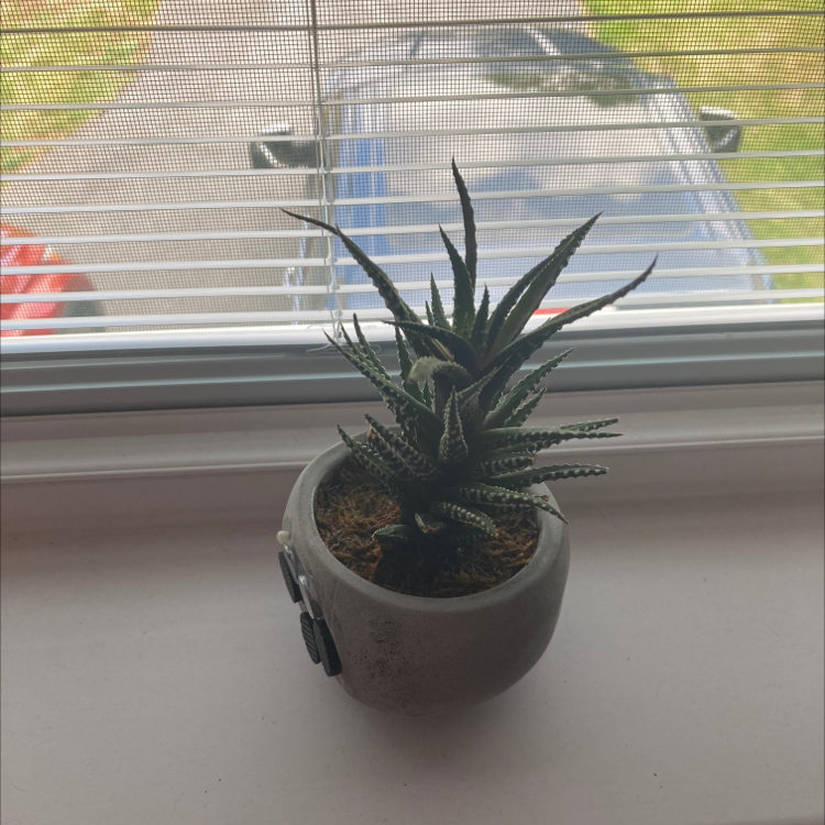 Zebra Plant plant photo by Taylor named Megan's Plant on Greg, the plant care app.