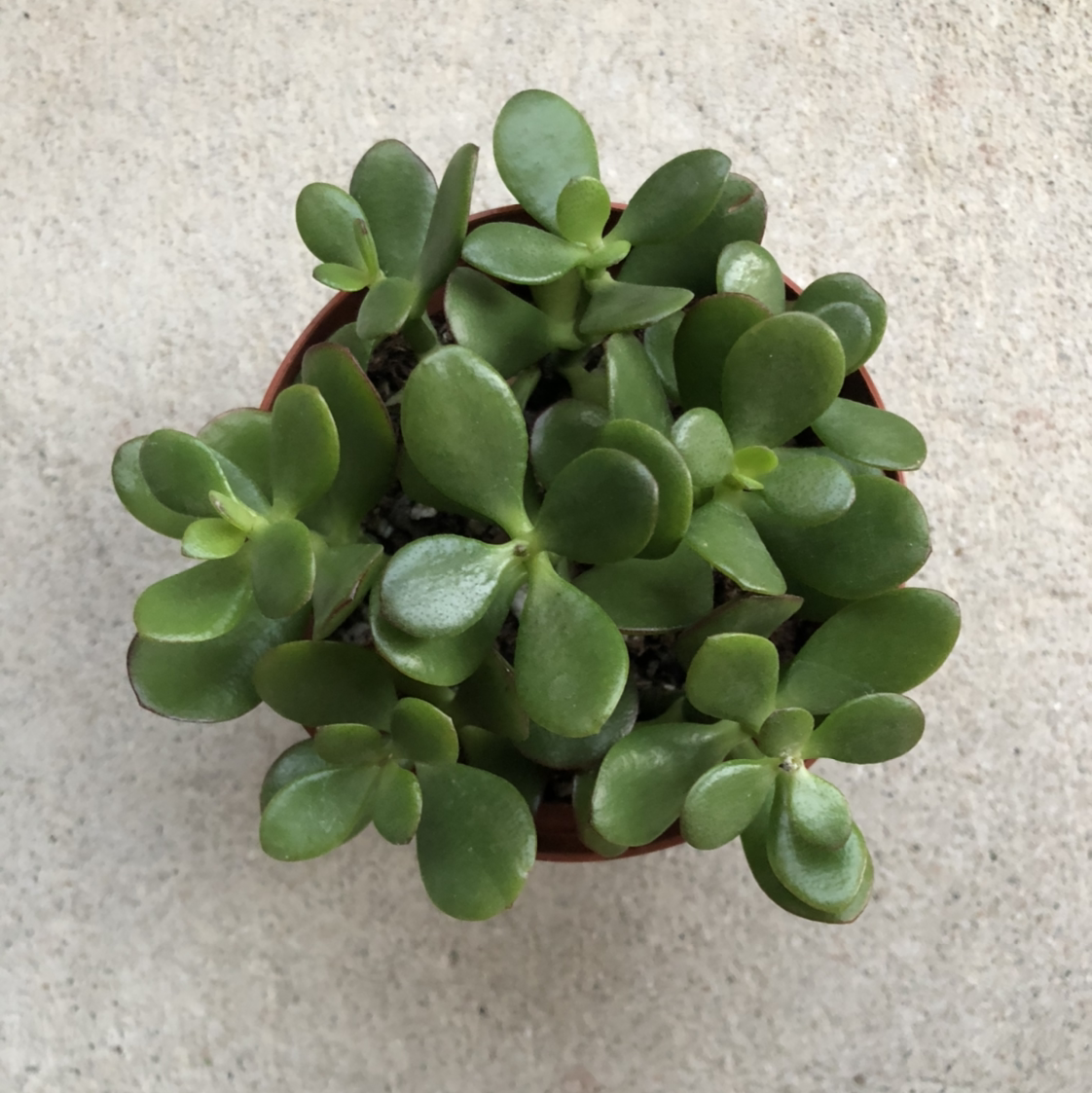 Photo of the plant species Jade by @Emolz named Scotty on Greg, the plant care app