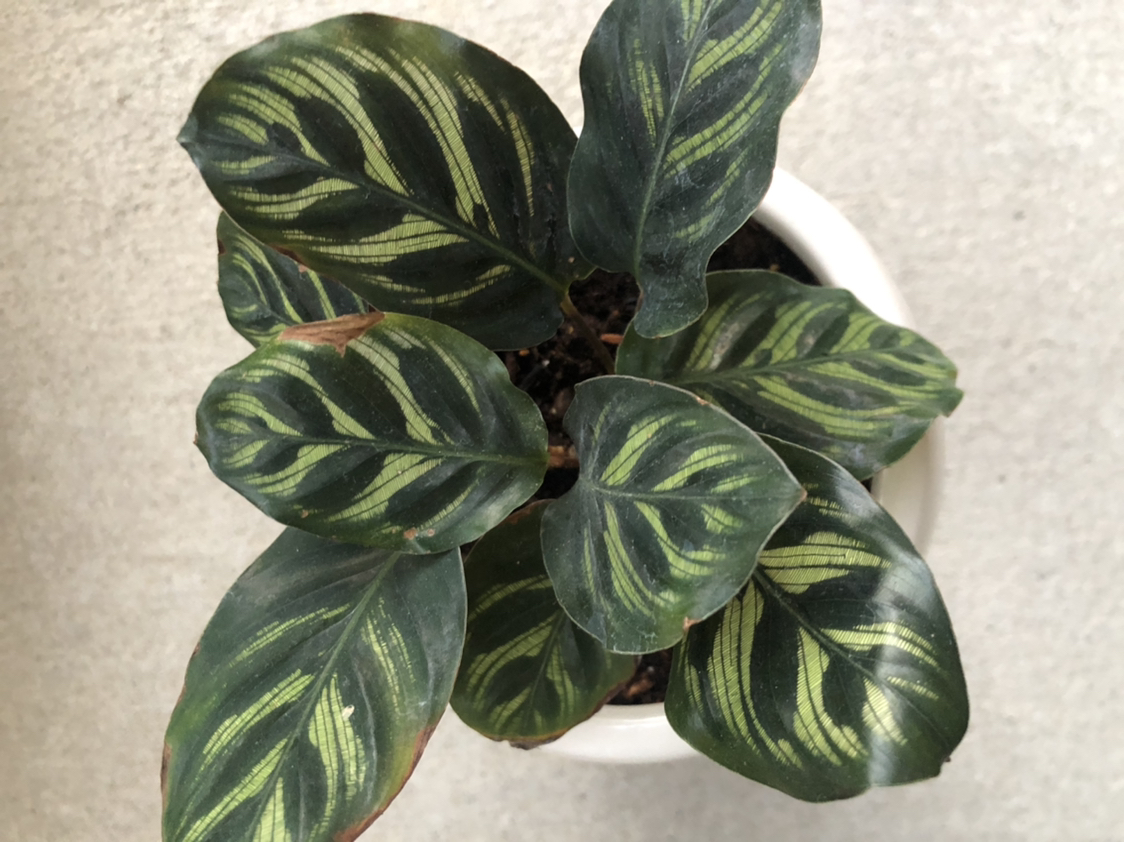 Cathedral Windows plant with dark green leaves and light green patterns, slight browning on edges.