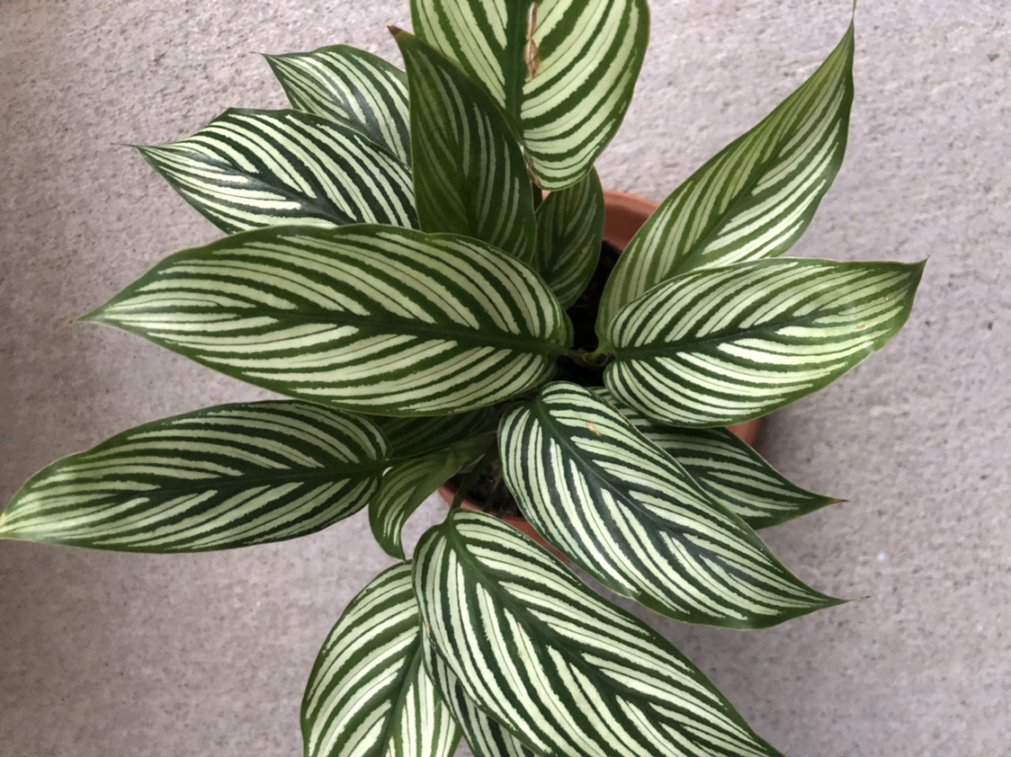 Photo of the plant species Calathea Vittata by @Emolz named Bow on Greg, the plant care app