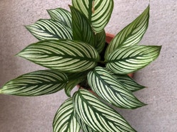 Calathea Vittata plant