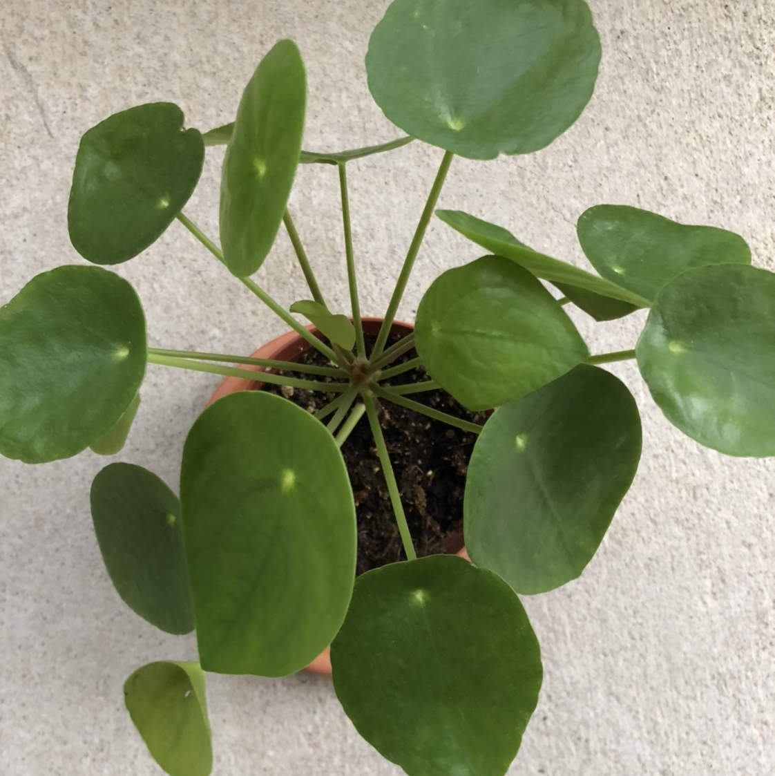 Chinese Money Plant plant photo by @Emolz named Monet on Greg, the plant care app.