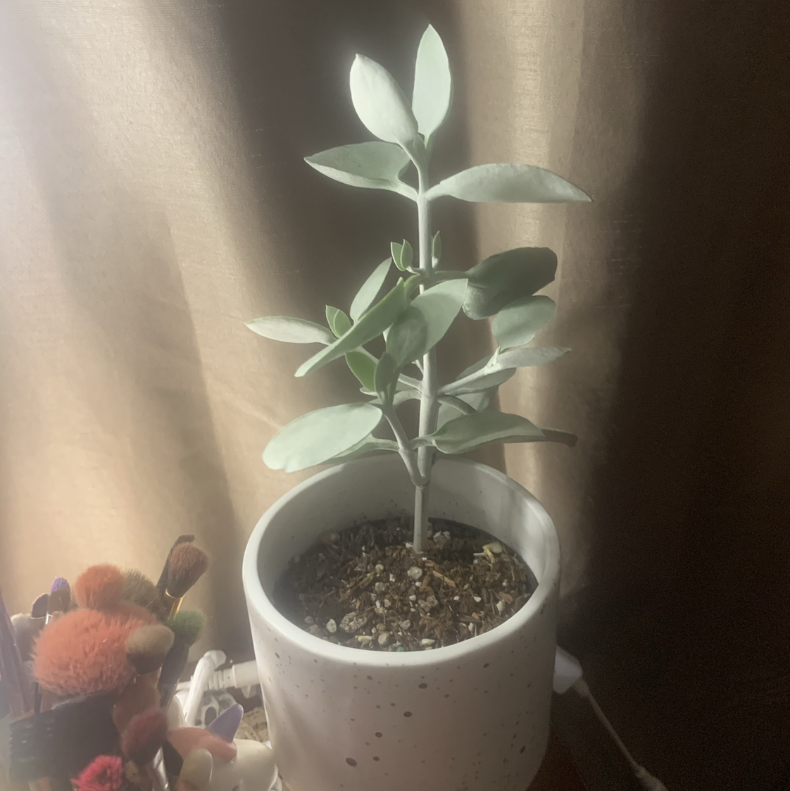 Potted Copper Spoons plant with thick, spoon-shaped leaves, healthy and well-framed.