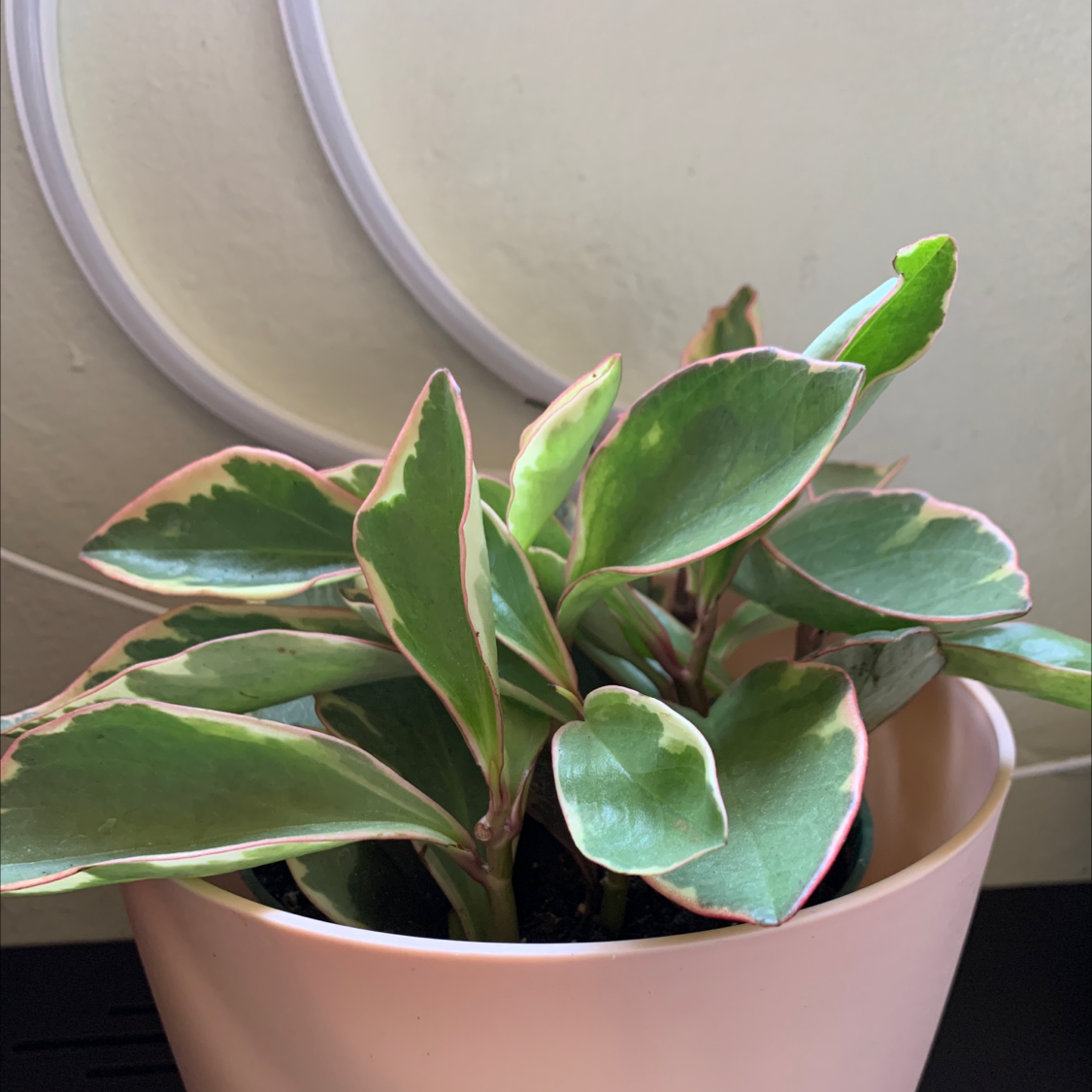 Potted Jelly Plant with green leaves and pink edges, well-framed and in focus.