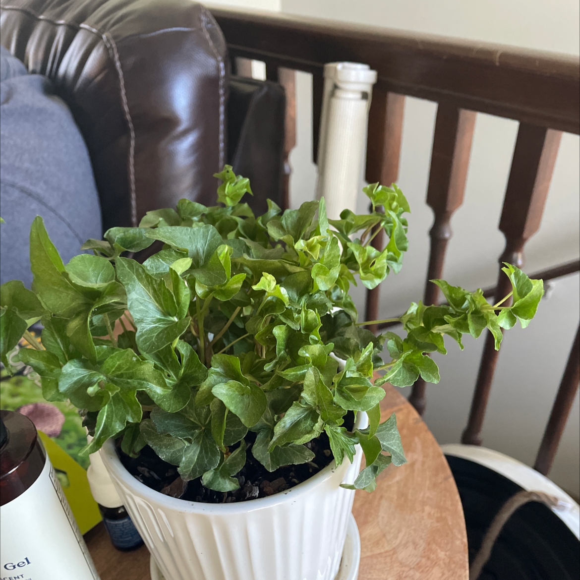 English Ivy plant photo by Brittany named Ivy on Greg, the plant care app.