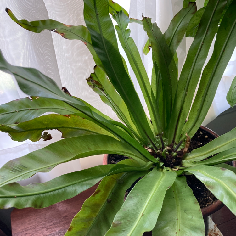 Bird's Nest Fern plant photo by @wunderkitt named Birdie on Greg, the plant care app.