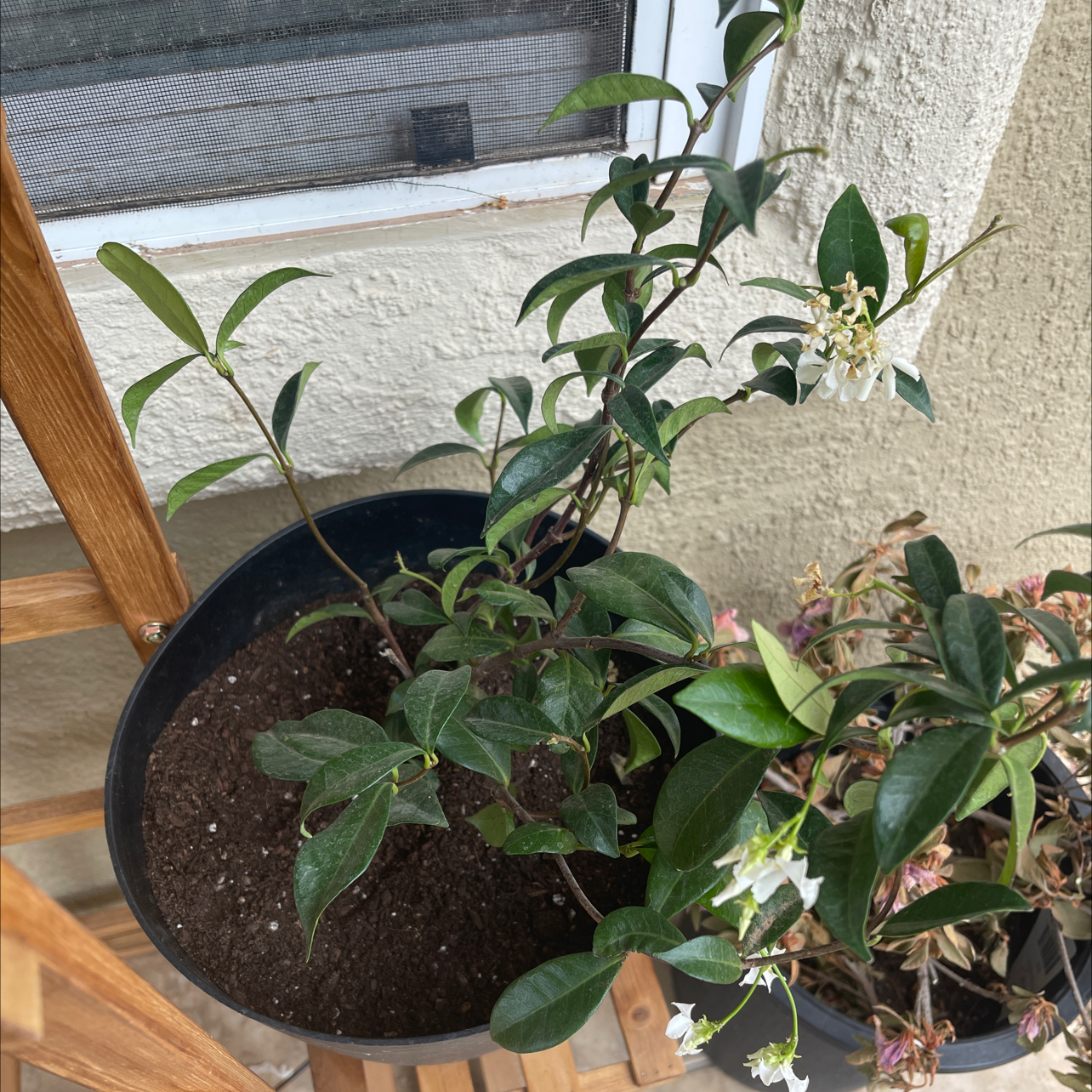 Potted Star Jasmine plant with green leaves and visible flowers, soil is visible.