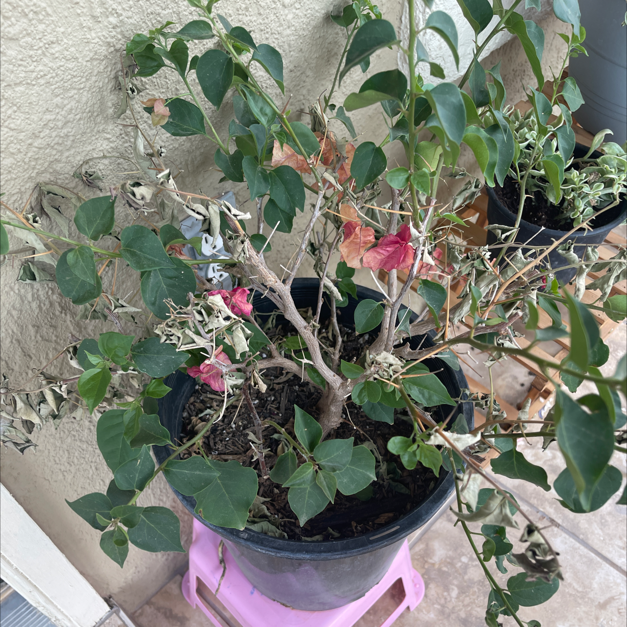 Bougainvillea plant in a pot with some healthy green leaves and wilted flowers.
