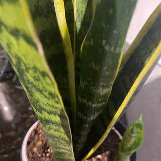 Snake Plant plant in Barrie, Ontario