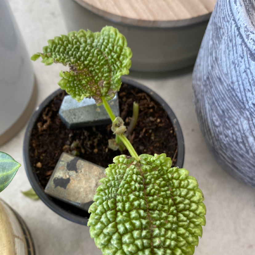 Friendship Plant (Pilea involucrata) in a small pot with textured green leaves and visible soil.