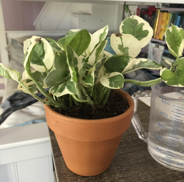 Pothos N' Joy plant in a terracotta pot with variegated green and white leaves.