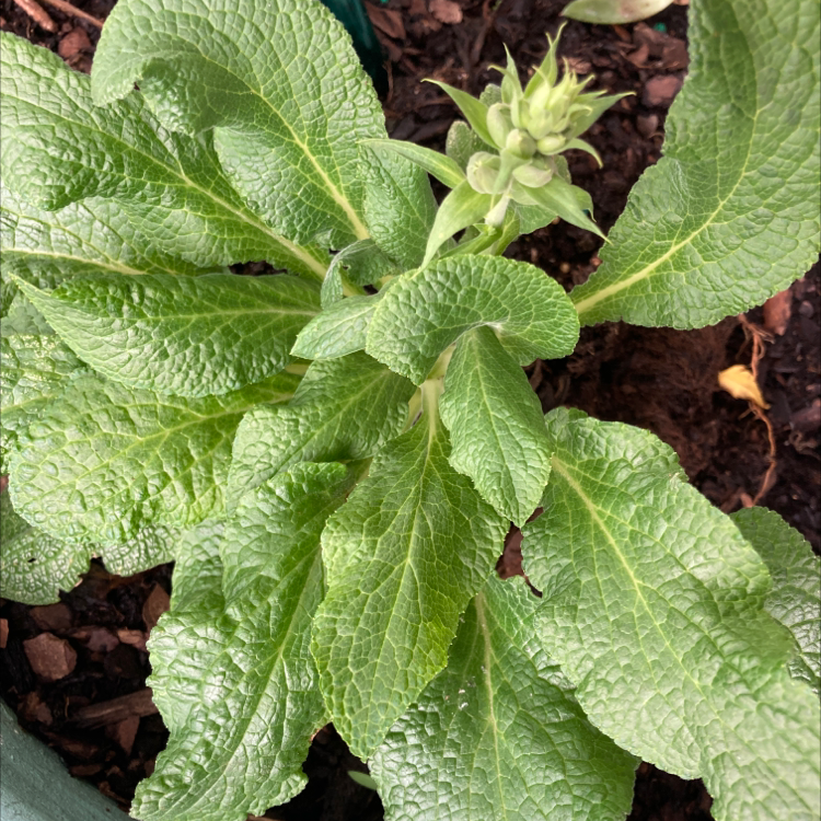 Common Foxglove plant with broad green leaves and a developing flower bud.