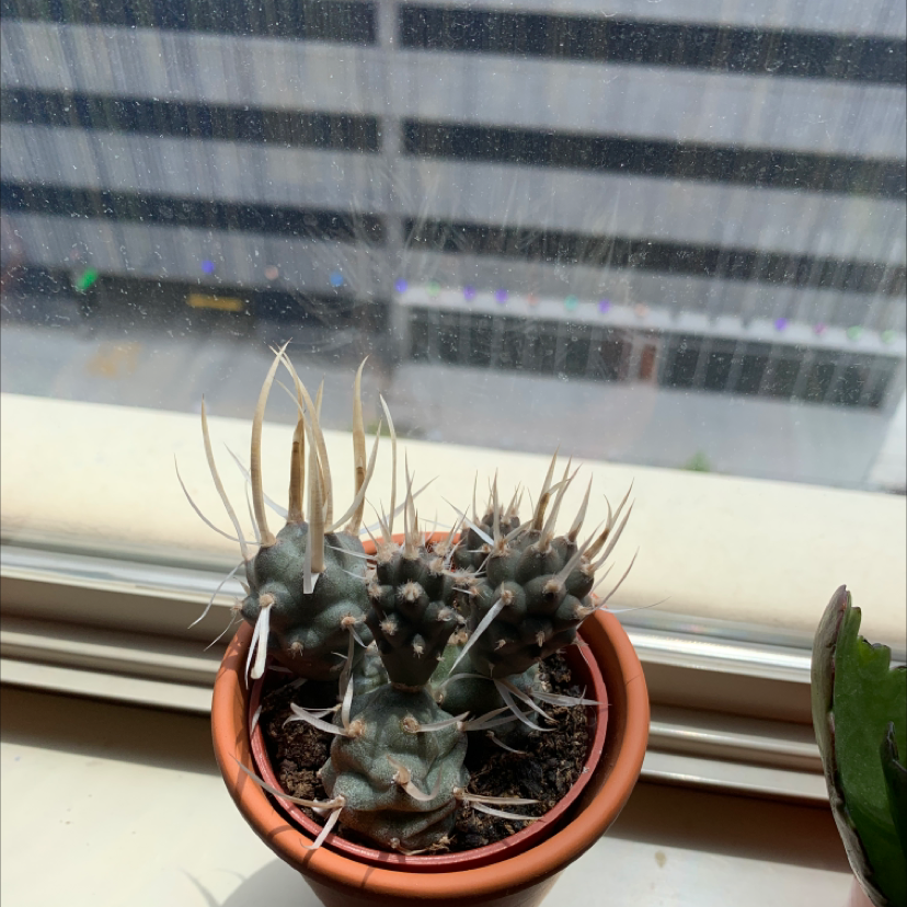 Turbinicarpus schmiedickeanus cactus in a pot on a windowsill with a building view in the background.
