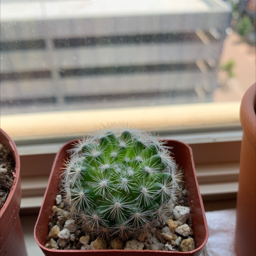 Photo of the plant species Isla Carmen Pincushion Cactus by Clark named Amelia on Greg, the plant care app