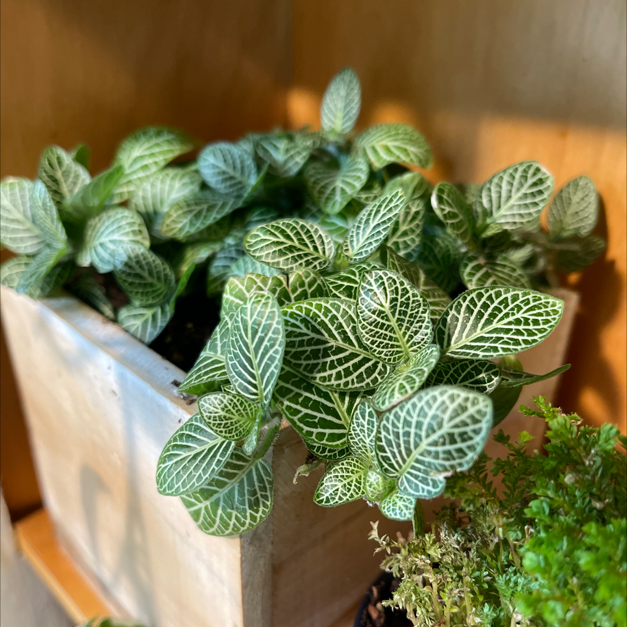 Photo of the plant species Nerve Plant by @jk named Elle on Greg, the plant care app