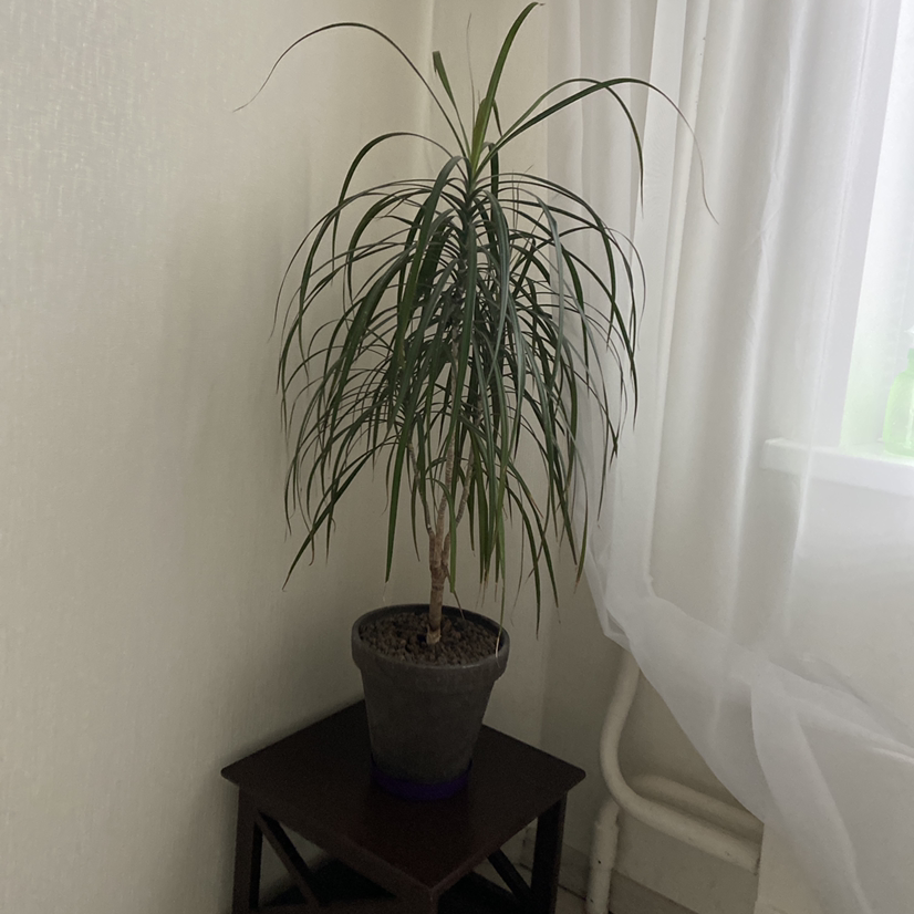 Dragon Tree plant photo by Андрей named Test on Greg, the plant care app.