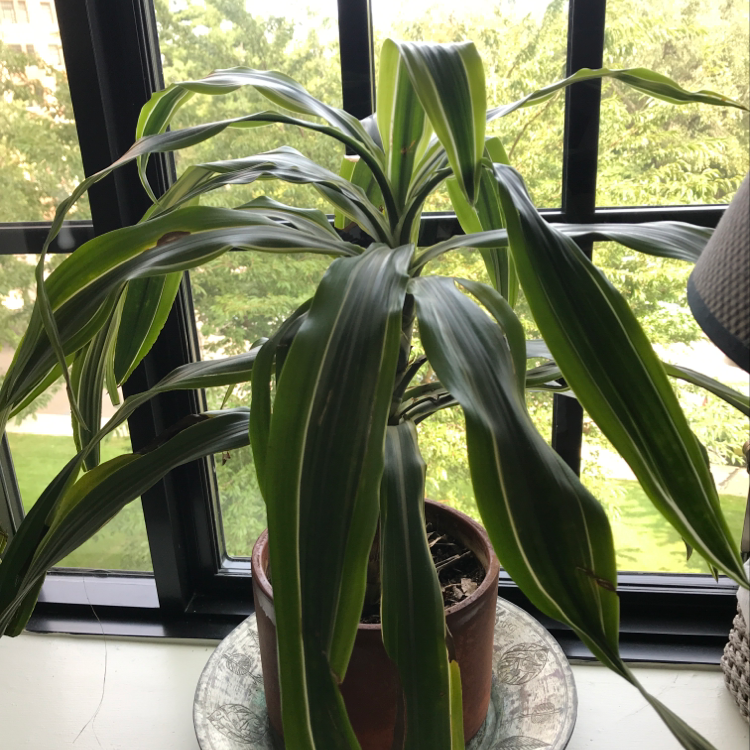 Healthy variegated Cornstalk Dracaena with arching leaves in a brown ceramic pot on a windowsill.
