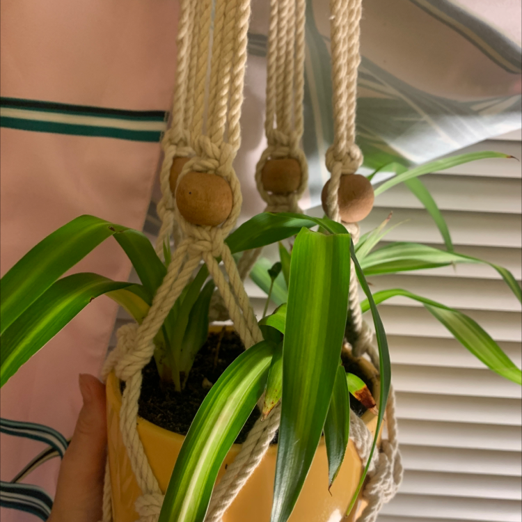 Photo of the plant species Cyrtosperma johnstonii by Kiah named Peter on Greg, the plant care app