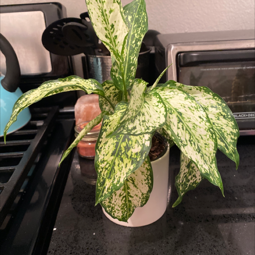 Healthy Dieffenbachia plant with variegated leaves in a white pot on a stovetop, with a hand pointing to a leaf.