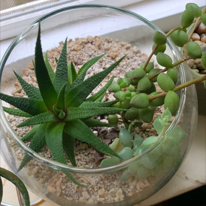 Healthy Zebra Plant succulent in glass terrarium, with vibrant green striped leaves and no signs of disease or damage.