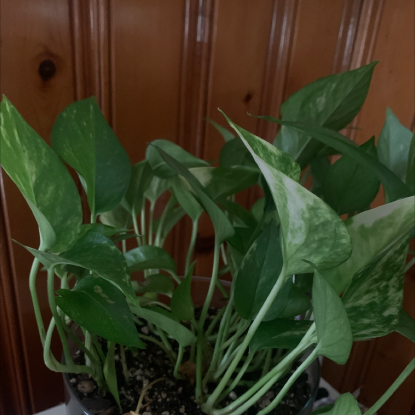 Plant care for Crested Cermeria Expatriata on Greg, the plant care app